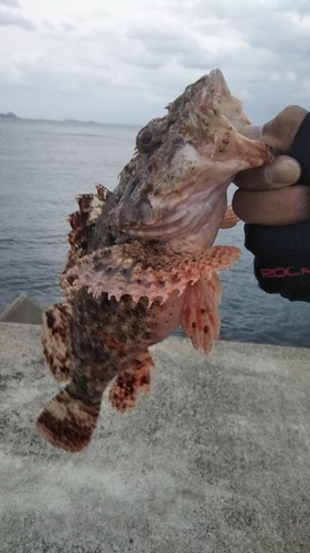 アラカブの釣果