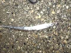 タチウオの釣果