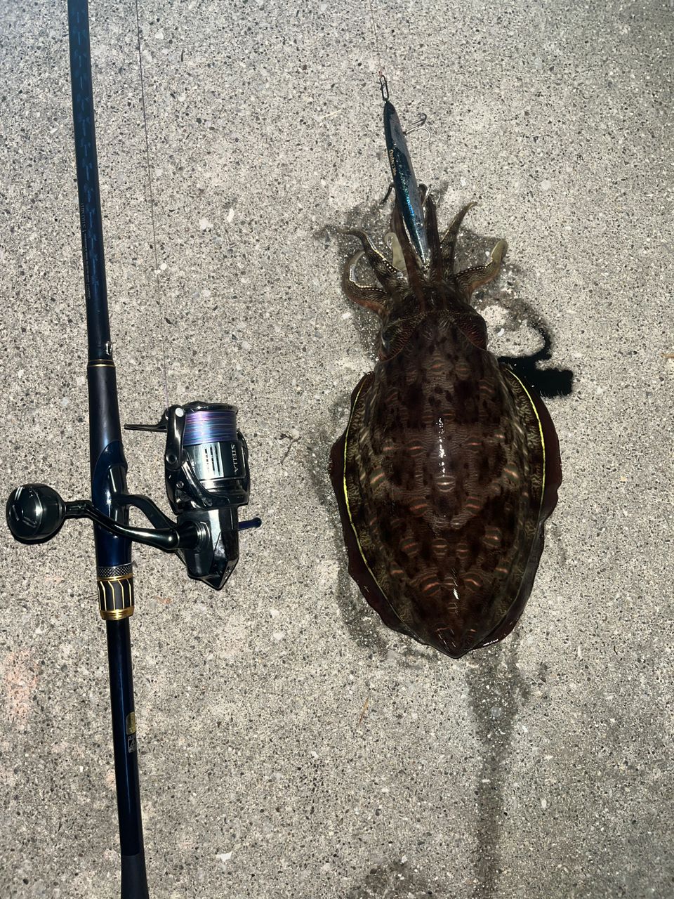 SHIMANO ネッサ リミテッド 2023年モデルの最安値・インプレ・釣果