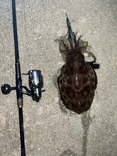 コウイカの釣果
