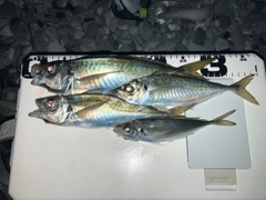 マアジの釣果