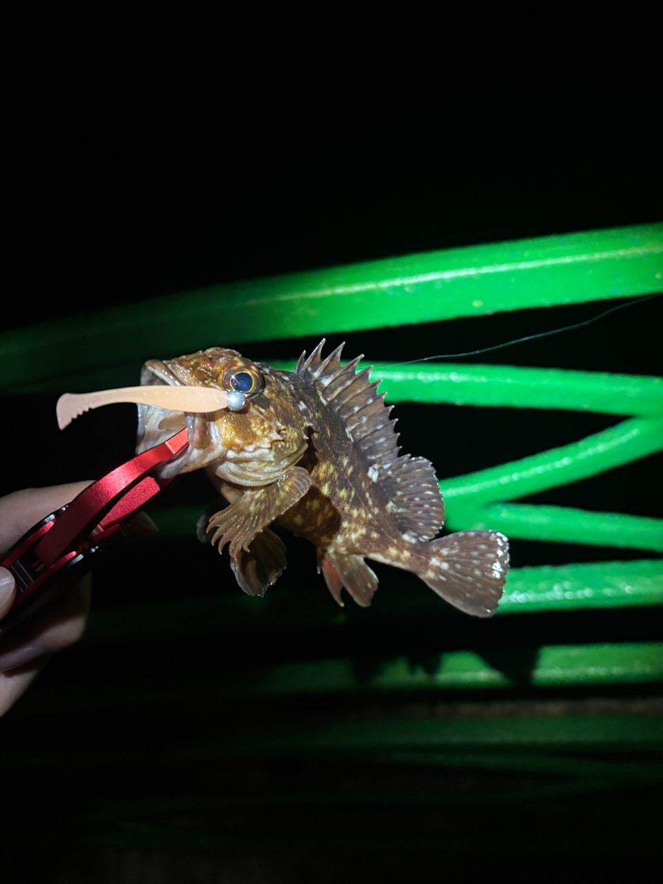 DAIWA 20月下美人 アジング 68L-Sの最安値・インプレ・釣果 | 本音の