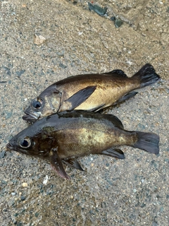 メバルの釣果