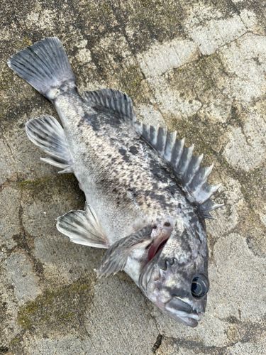 クロソイの釣果