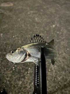 セイゴ（マルスズキ）の釣果