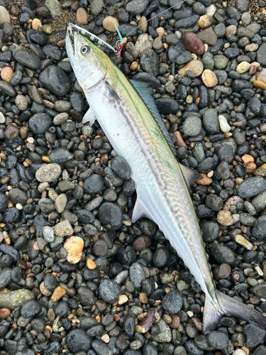 サゴシの釣果