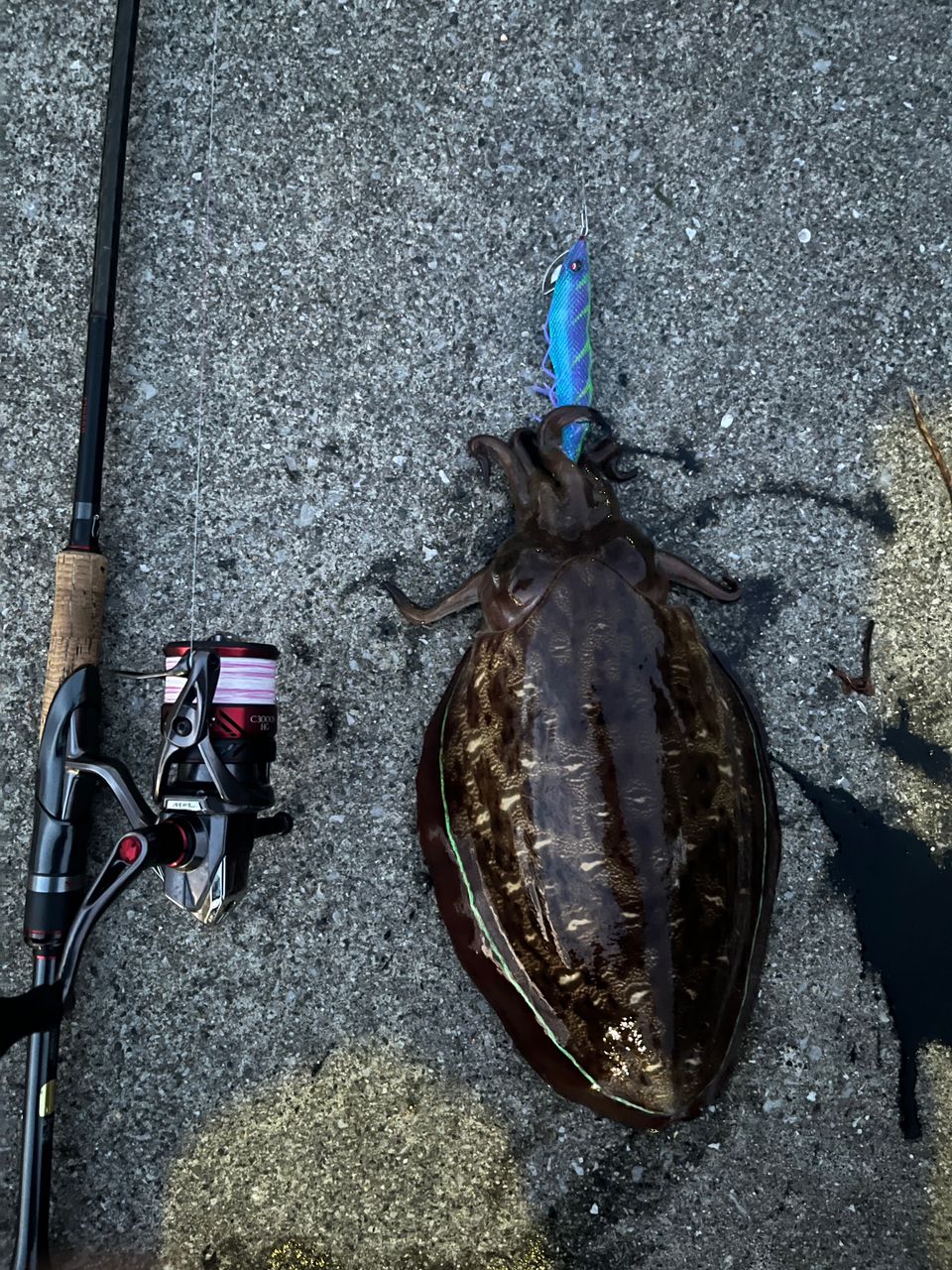 SHIMANO 2020 セフィア エクスチューン S92ML+の最安値・インプレ