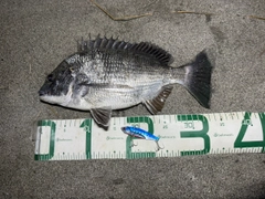 クロダイの釣果