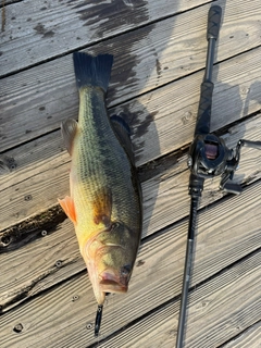 ラージマウスバスの釣果