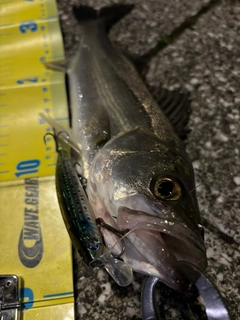 セイゴ（マルスズキ）の釣果