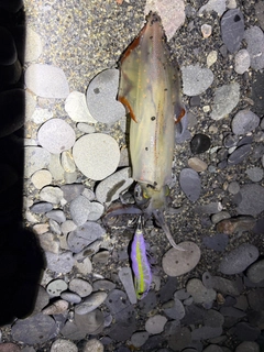 マルイカの釣果