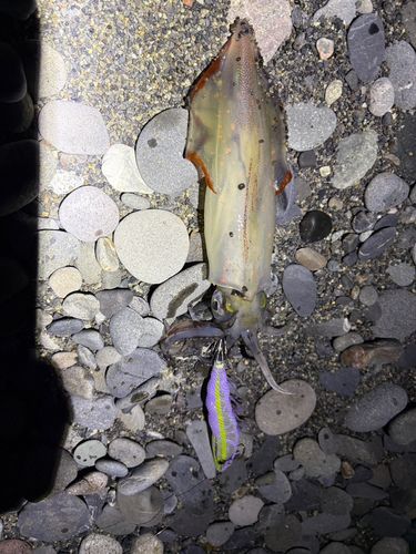 マルイカの釣果
