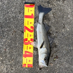 フッコ（マルスズキ）の釣果