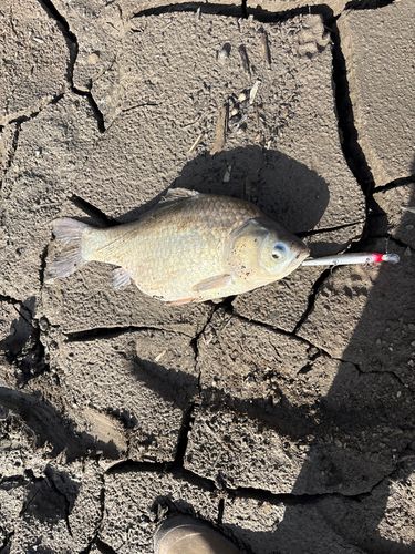 ヘラブナの釣果