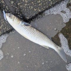 ボラの釣果