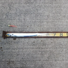 タチウオの釣果