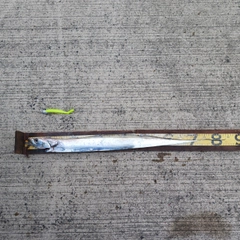 タチウオの釣果