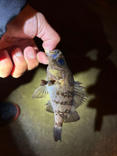 シロメバルの釣果