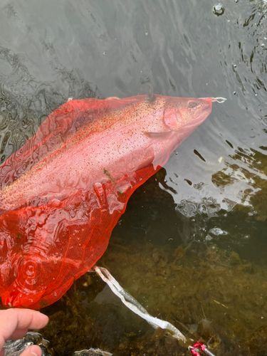 孤高のトラウトマン さんの 2022年06月01日のニジマスの釣り・釣果情報