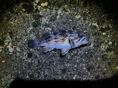 シロメバルの釣果