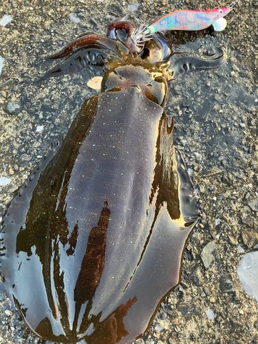 アオリイカの釣果