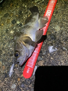 シロメバルの釣果