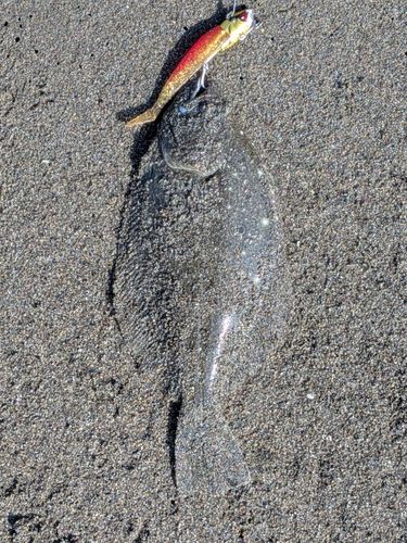 ソゲの釣果