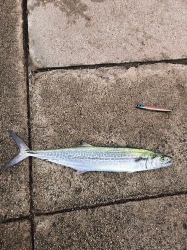 サゴシの釣果