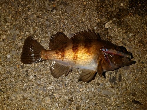 メバルの釣果