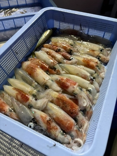 マルイカの釣果