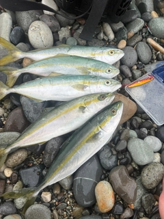 ツバイソの釣果