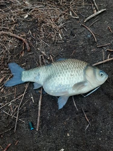 ヘラブナの釣果