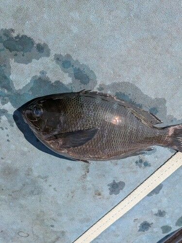 メジナの釣果