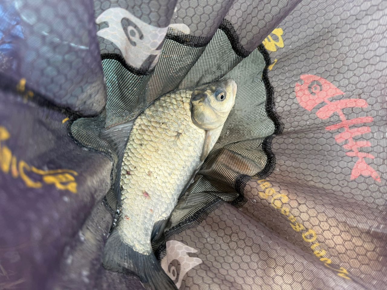 ヘラブナの釣果写真