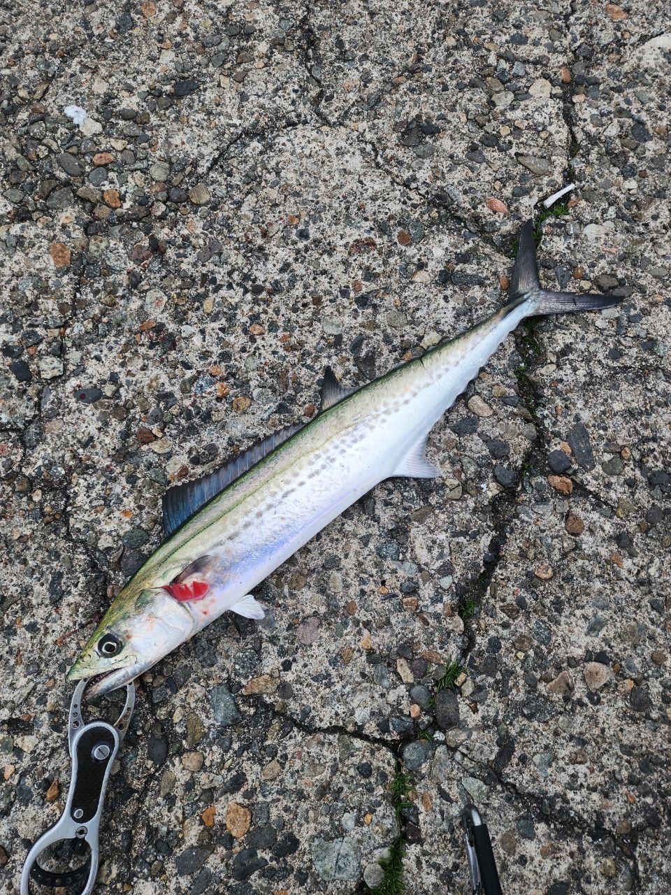 TENRYU ロックアイ ヴォルテックスの最安値・インプレ・釣果 | 本音の