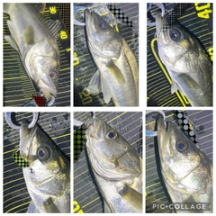 シーバスの釣果