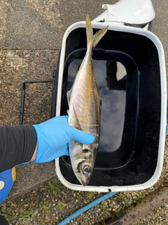 マアジの釣果