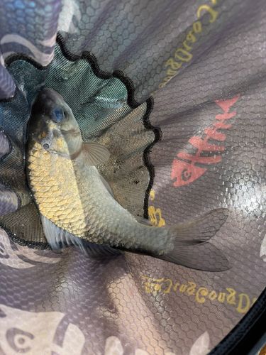 ヘラブナの釣果