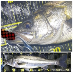 シーバスの釣果