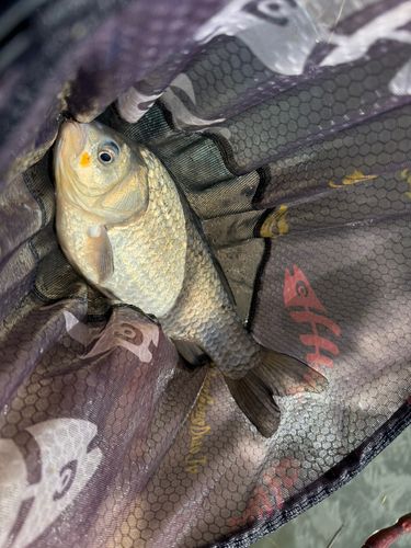 ヘラブナの釣果