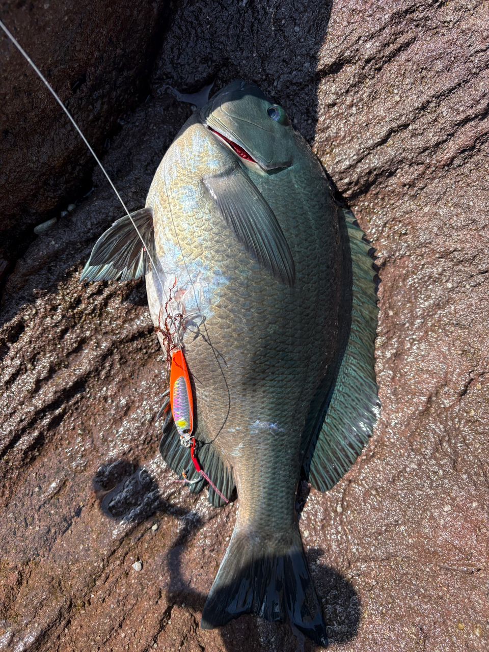 YAMAGA Blanks アーリー・フォーモバイル 96MMHの最安値・インプレ