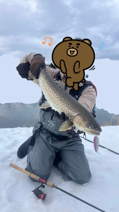 アメマスの釣果