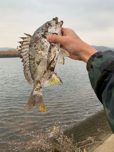キビレの釣果