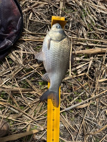 ヘラブナの釣果