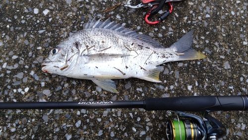 キビレの釣果