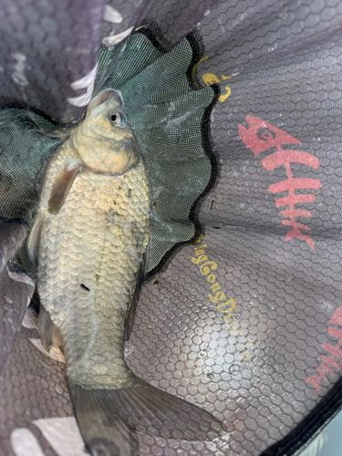 ヘラブナの釣果