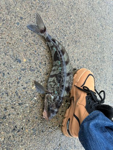 ホッケの釣果