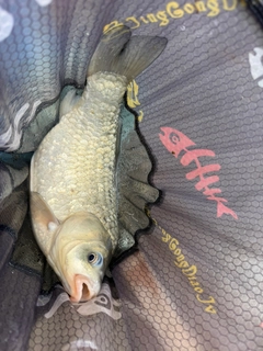 ヘラブナの釣果