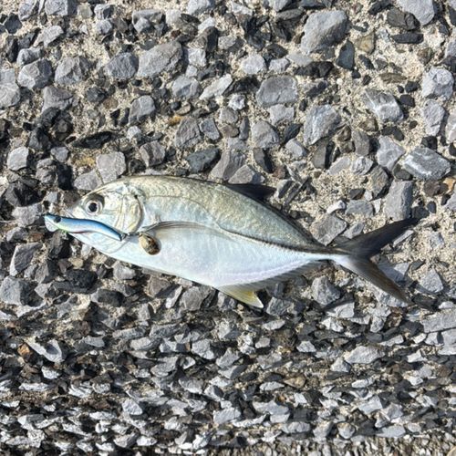 メッキの釣果