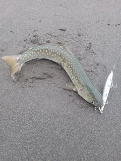 アメマスの釣果